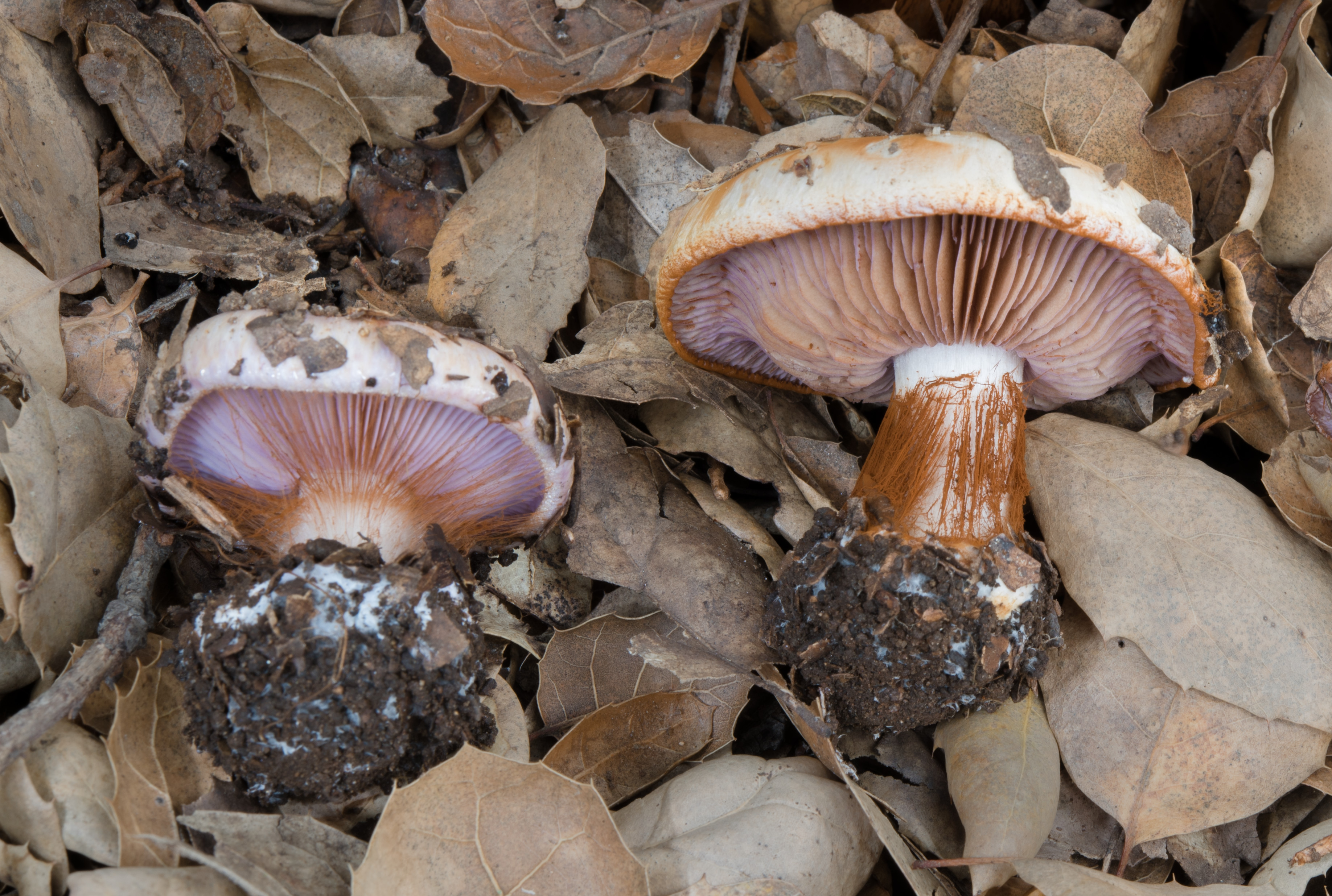 Cortinarius albidolilacinus photographed by Alan Rockefeller. 